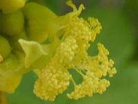 トウゴマ（唐胡麻）の雄花